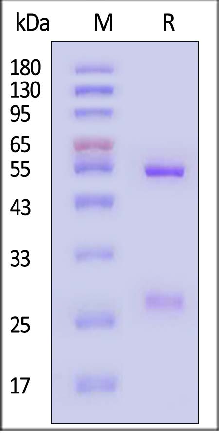 Spike RBD SDS-PAGE