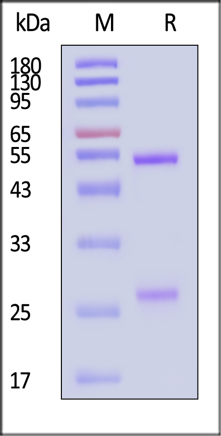 Spike RBD SDS-PAGE