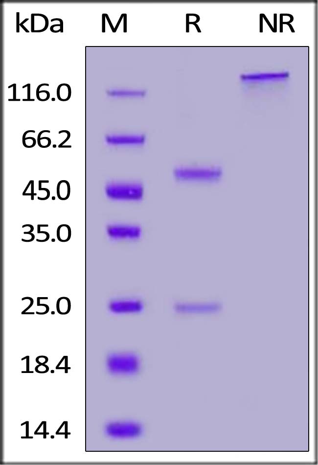 Spike RBD SDS-PAGE