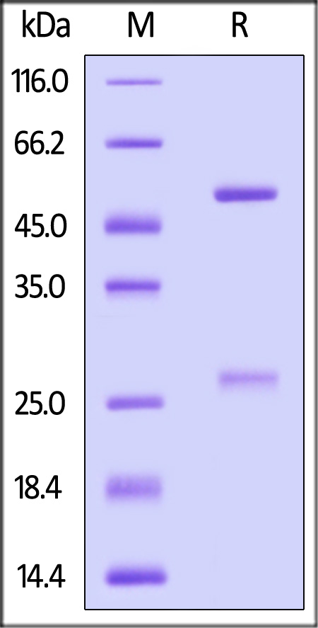 Spike RBD SDS-PAGE