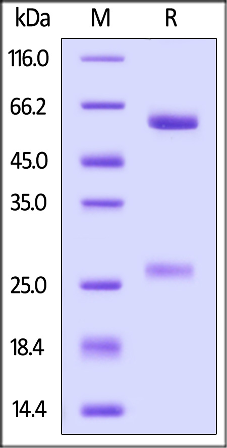 Spike RBD SDS-PAGE