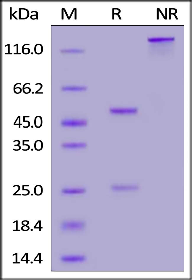 Spike RBD SDS-PAGE