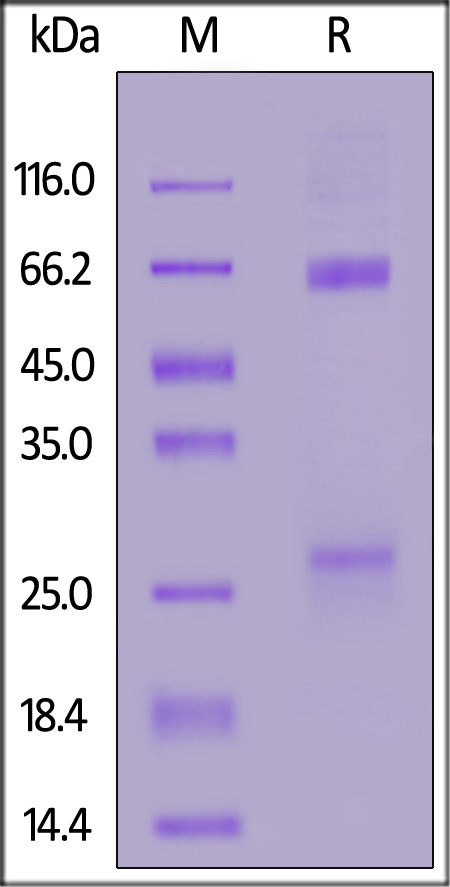 Spike S1 SDS-PAGE