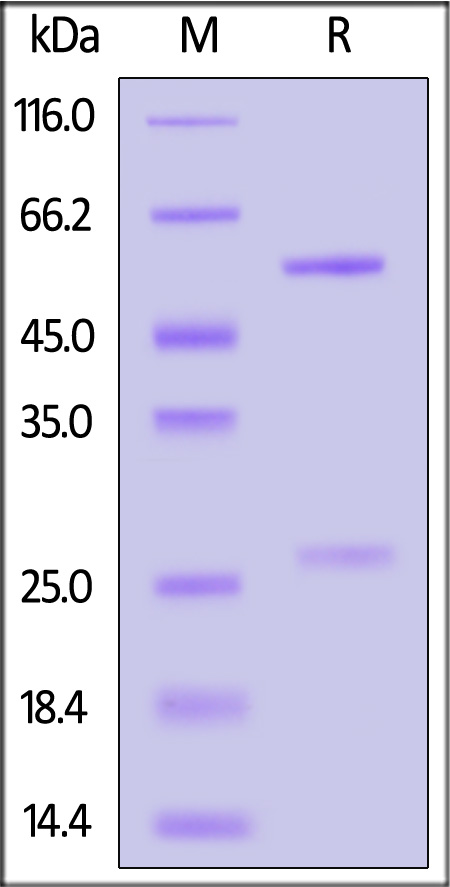 Spike RBD SDS-PAGE