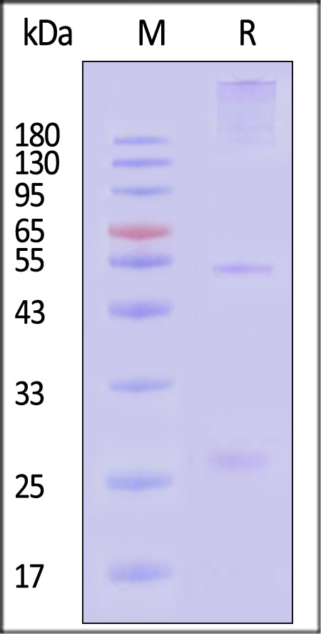 Spike RBD SDS-PAGE