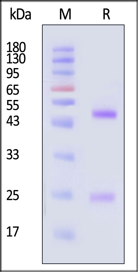 Spike RBD SDS-PAGE