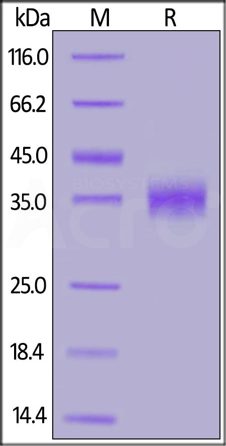 Spike RBD SDS-PAGE