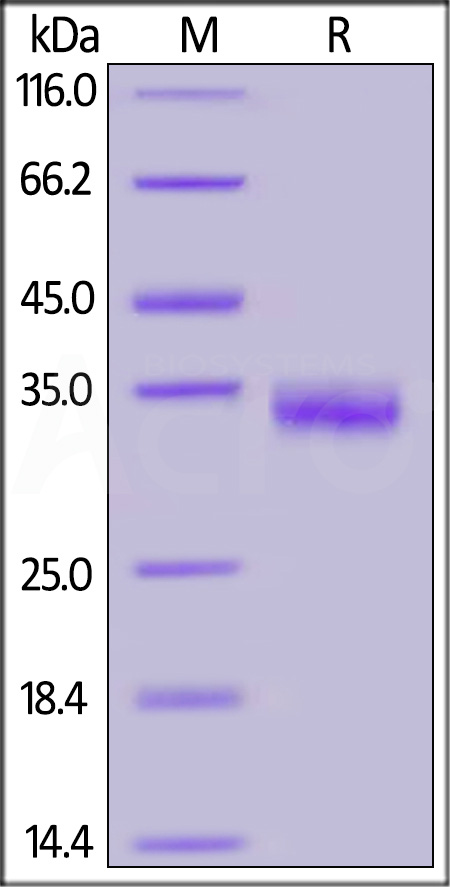 Spike RBD SDS-PAGE