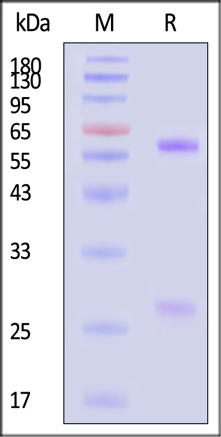 Spike RBD SDS-PAGE