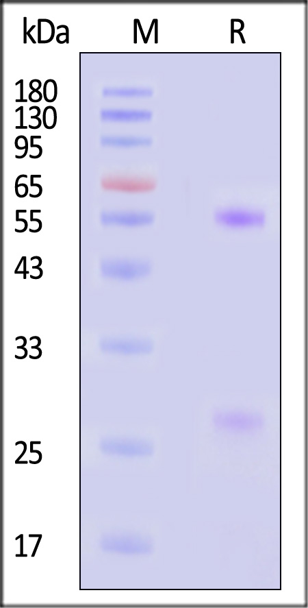 SPD-Y171-sds