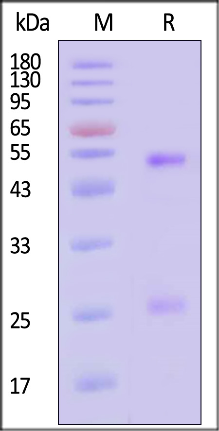 SPD-Y68-sds