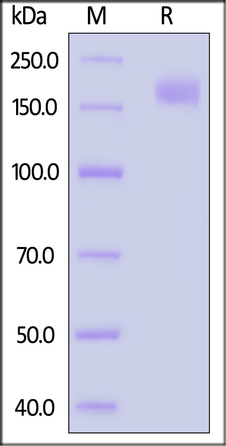 Spike protein SDS-PAGE