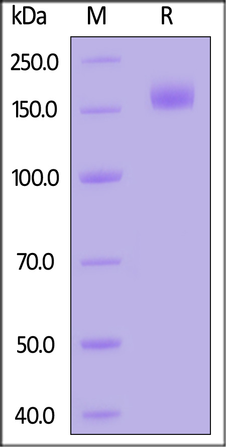 Spike protein SDS-PAGE