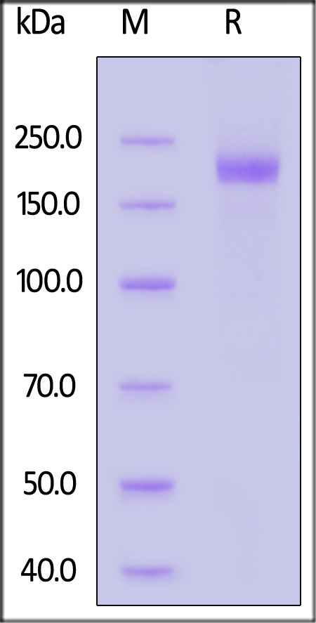 Spike protein SDS-PAGE