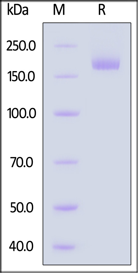 Spike protein SDS-PAGE