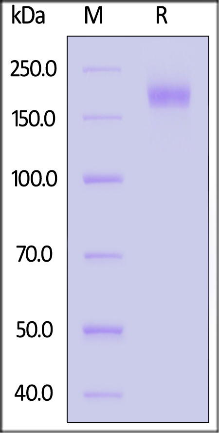 Spike protein SDS-PAGE