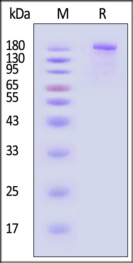 Spike protein SDS-PAGE