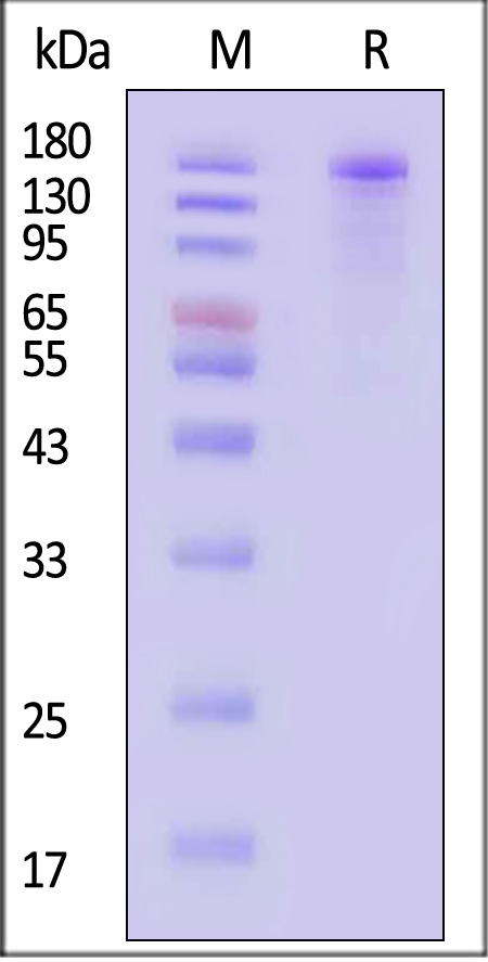 Spike protein SDS-PAGE