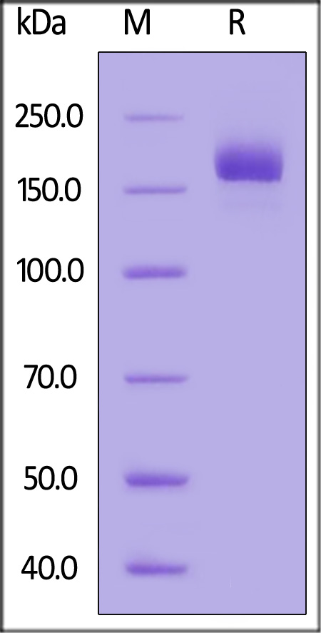 Spike protein SDS-PAGE