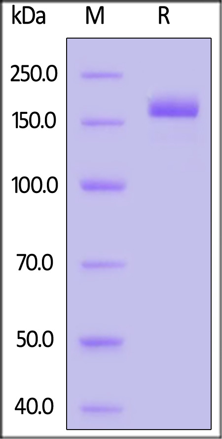 Spike protein SDS-PAGE