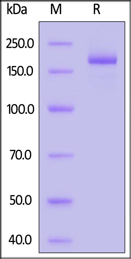 Spike protein SDS-PAGE