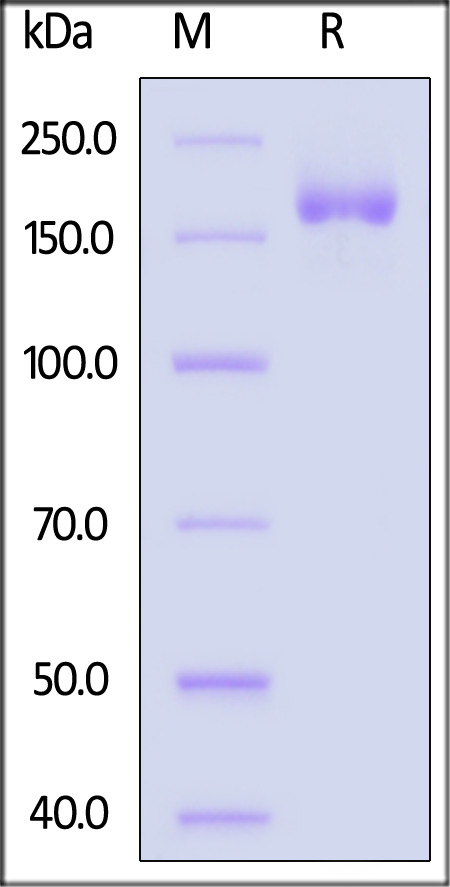 Spike protein SDS-PAGE