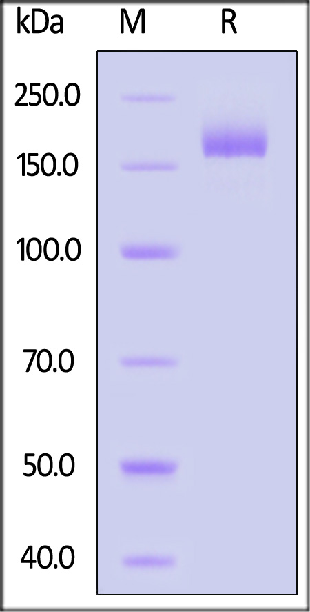 Spike protein SDS-PAGE