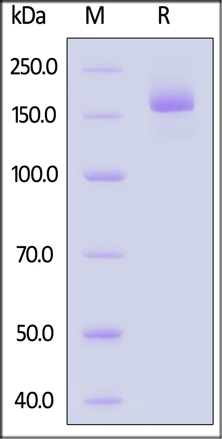 Spike protein SDS-PAGE