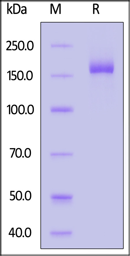 Spike protein SDS-PAGE