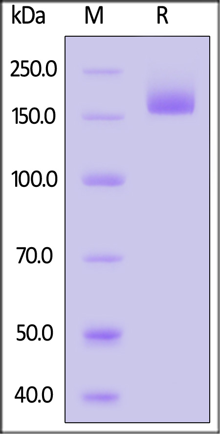 Spike protein SDS-PAGE