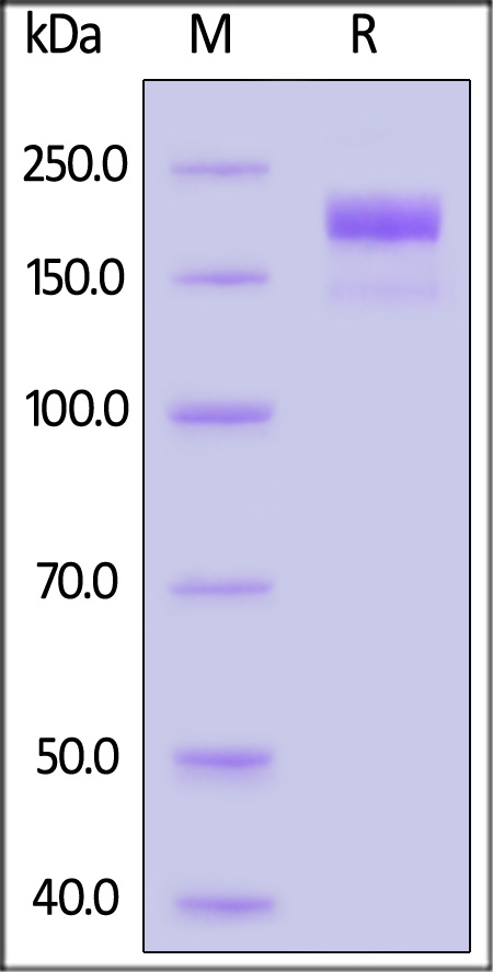 Spike protein SDS-PAGE