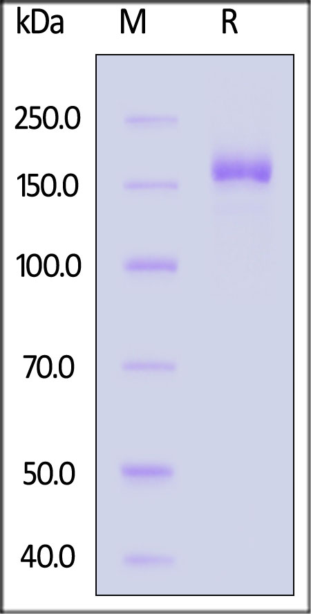 Spike protein SDS-PAGE