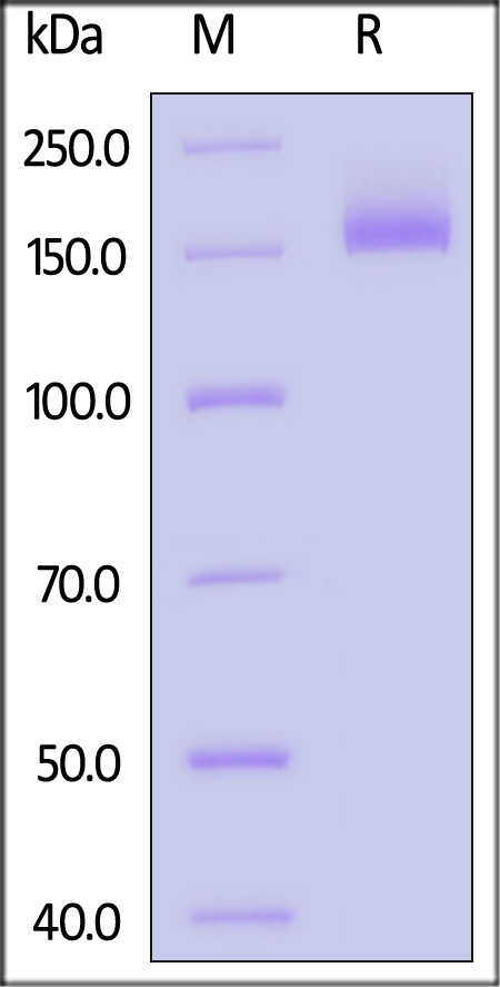 Spike protein SDS-PAGE