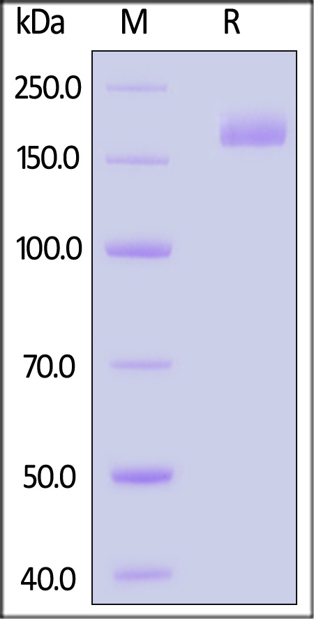 Spike protein SDS-PAGE