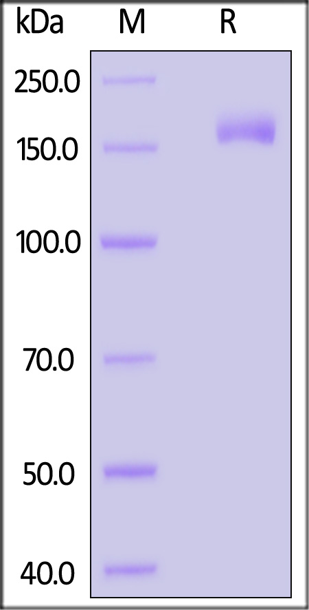 Spike protein SDS-PAGE