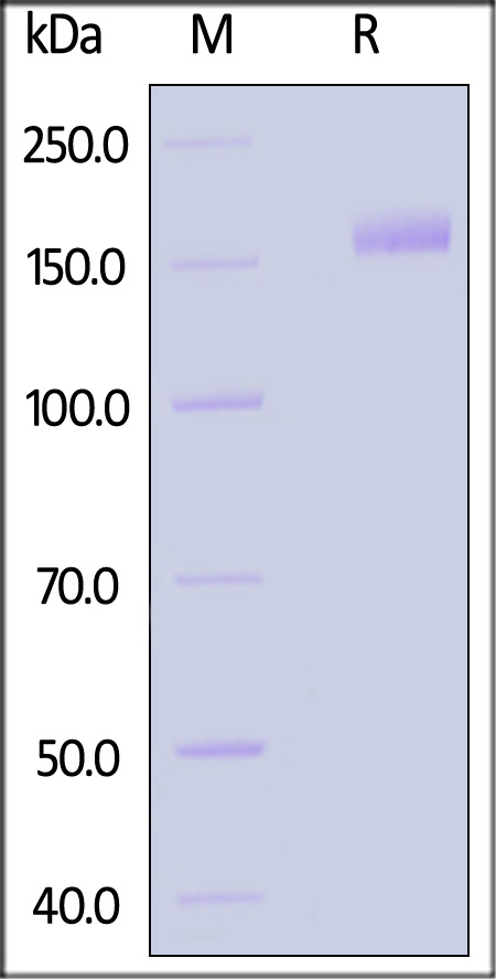 Spike protein SDS-PAGE