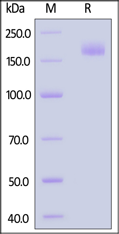 Spike protein SDS-PAGE