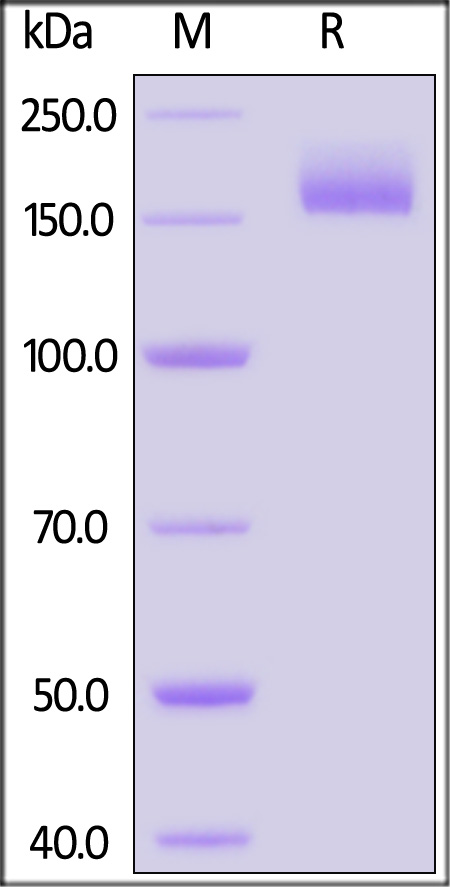 Spike protein SDS-PAGE