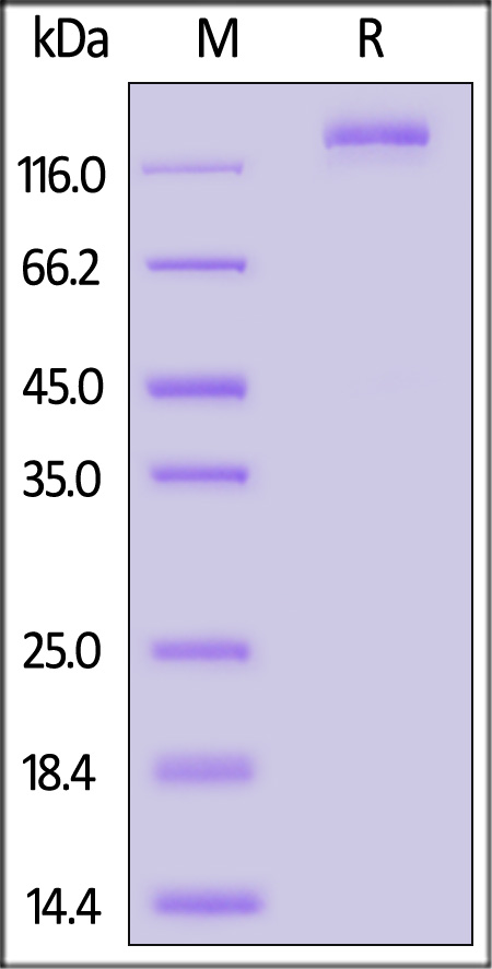 Spike protein SDS-PAGE