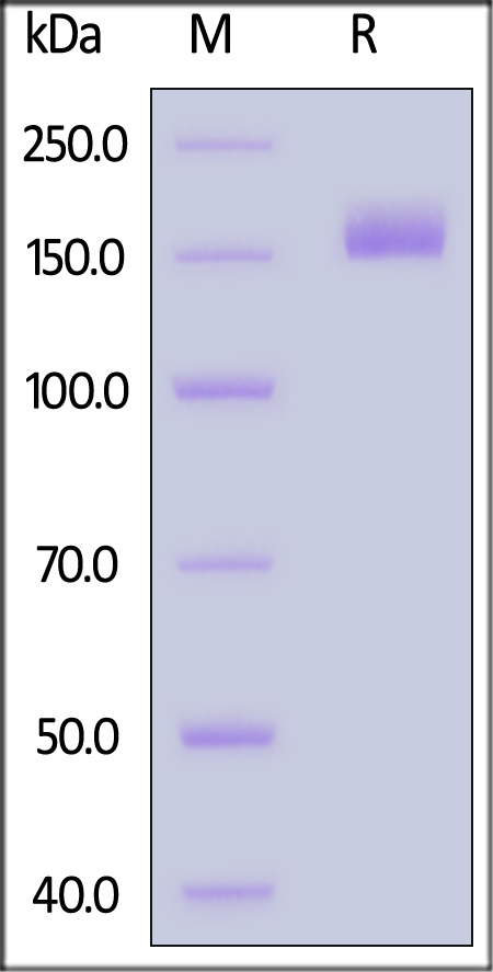 Spike protein SDS-PAGE