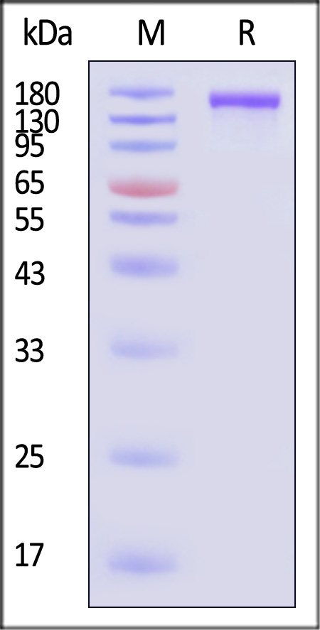 SPN-C524s-sds