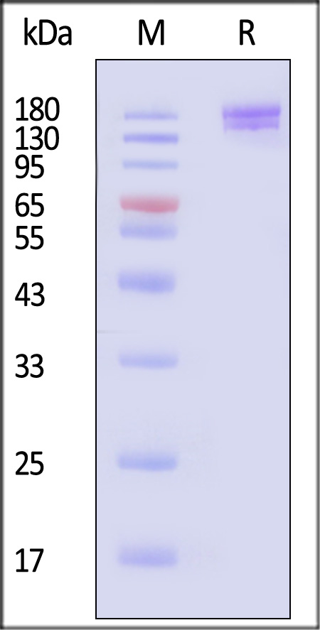 SPN-C524t-sds