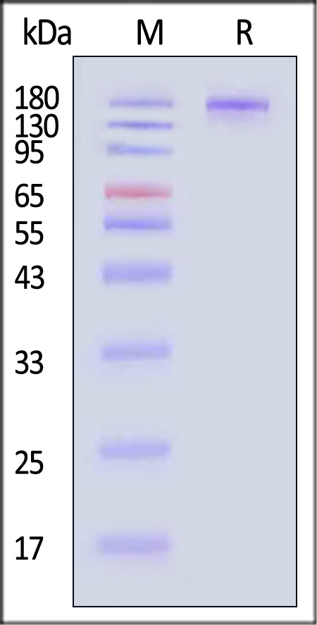 Spike protein SDS-PAGE