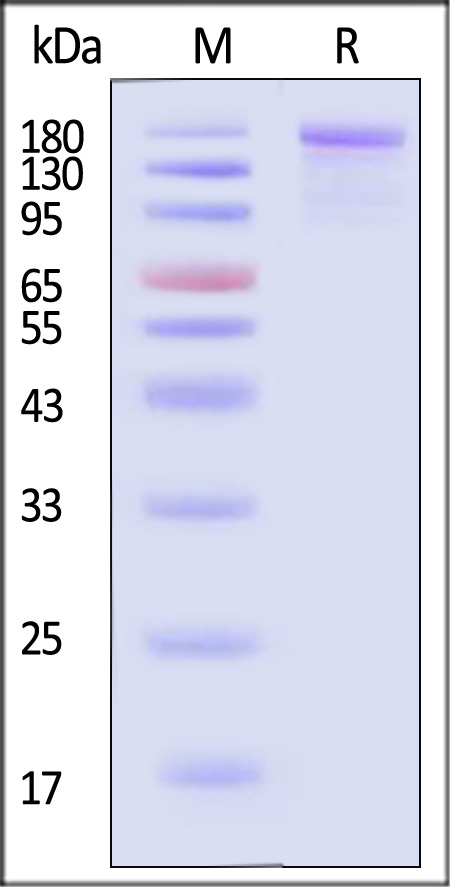 Spike protein SDS-PAGE