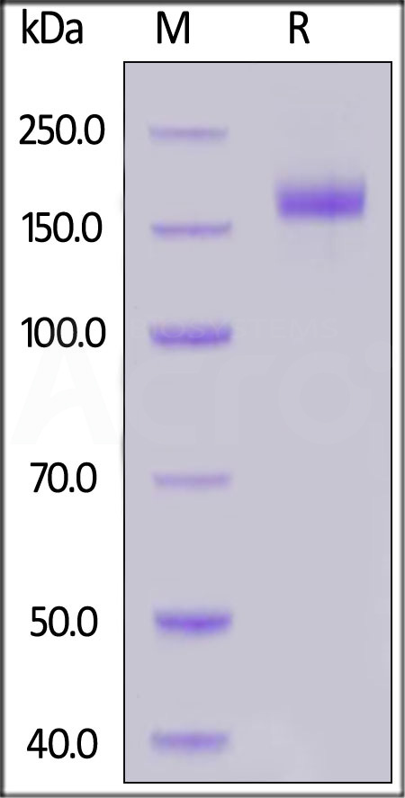 SPN-C52H6-sds