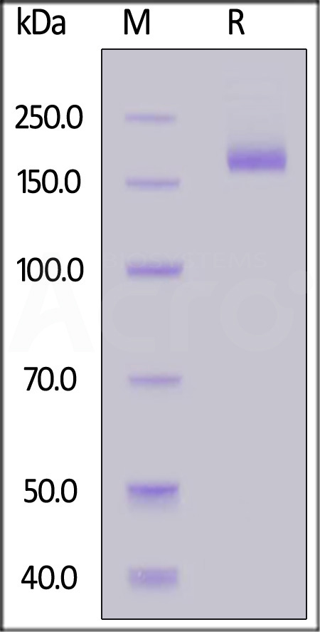 Spike protein SDS-PAGE