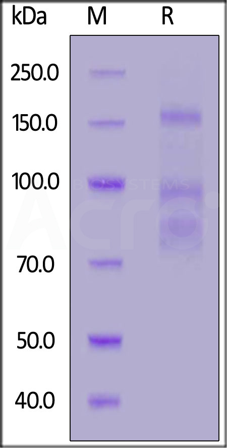 Spike protein SDS-PAGE