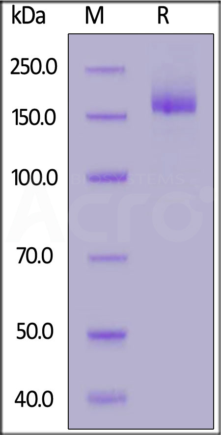 Spike protein SDS-PAGE