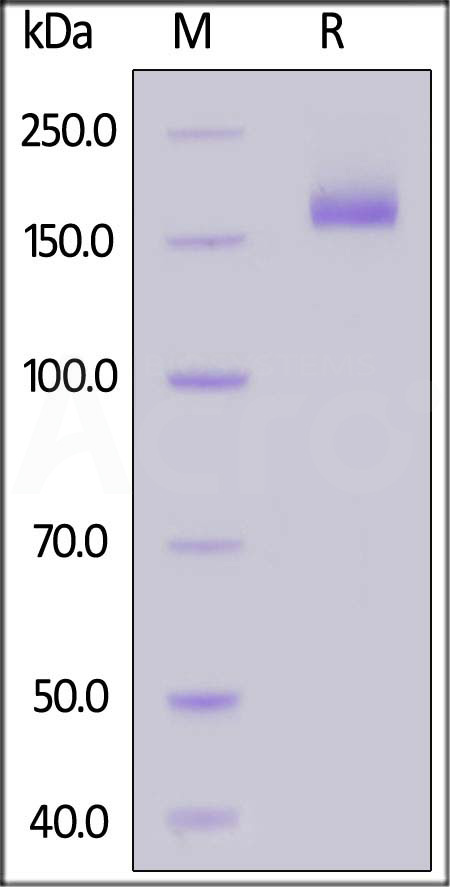 Spike protein SDS-PAGE