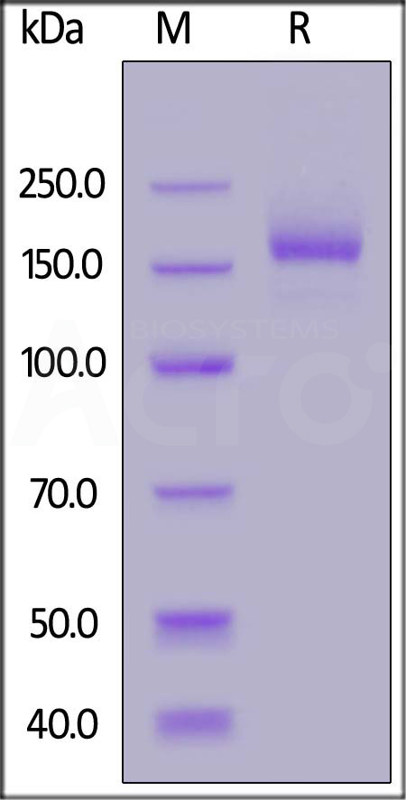 Spike protein SDS-PAGE